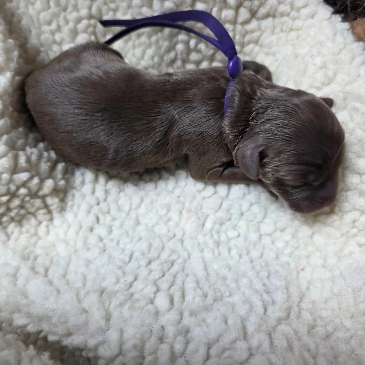 Labradoodle Litter | Check out our available puppies — Great Day